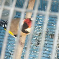 سهره بی نظیر