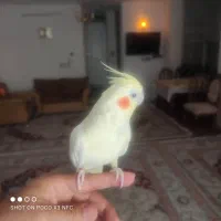 عروس هلندی دستی|پرنده|اصفهان, هفتون|دیوار