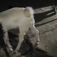 دوتا‌تروشت‌فروشی|حیوانات مزرعه|ایرانشهر, |دیوار