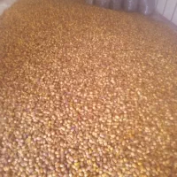 خرما درجه یک(قصب)