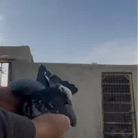 کفتر شهرستانی پرشی|پرنده|باقرشهر, |دیوار