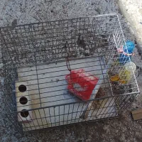 ۲ عدد قفس پرنده