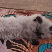 گربه هیمالین ماده