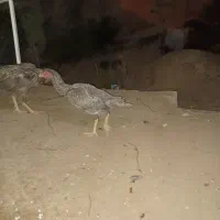 خروس مرغ لاری|حیوانات مزرعه|شیراز, کرونی(خاتونک)|دیوار