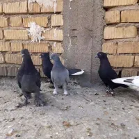 کفتر بهبونی هوایی|پرنده|بیضا, |دیوار