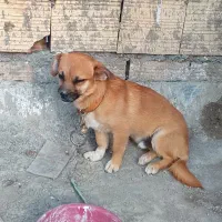 توله پاکوتاه ۴ماهه وارداتی....