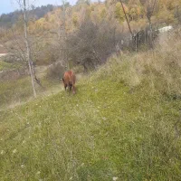 فروش فوری گاو با گوساله|حیوانات مزرعه|فریم, |دیوار