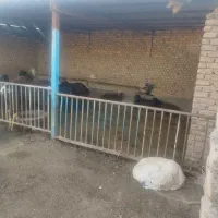 بره پرواری چاق|حیوانات مزرعه|میان جلگه, |دیوار