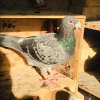 کبوتر پلاکی|پرنده|اهواز, کیانشهر|دیوار