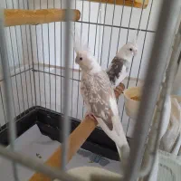 مولد واقعی عروس هلندی عتیقه