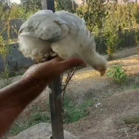 جوجه برهما