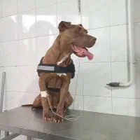 پیتبول ۴ ساله ماده بازی گوش