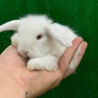 خرگوش مینیاتوری|موش و خرگوش|اراک, |دیوار