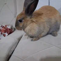 خرگوش لوپ هلندی