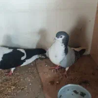 کفتر|پرنده|آبکوه, |دیوار