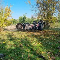 بوقلمون برنز آمریکایی اصل