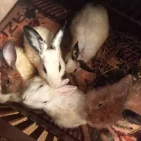 خرگوش 9 ماهس