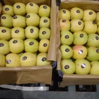 سورت و بسته بندی سیب