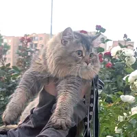 پسر پرشین
