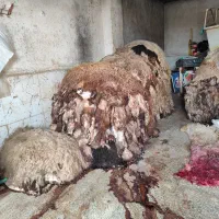 پوست و روده گوسفند|لوازم جانبی حیوانات|باقرشهر, |دیوار