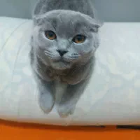 واگذاری گربه