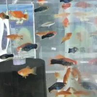 آکواریوم اقیانوس آرام در گلدیس|ماهی|شاهین‌شهر, شهرک گلدیس|دیوار