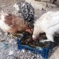 خروس جوان بوقلمون|حیوانات مزرعه|مبارکه, |دیوار