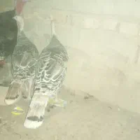 چند عدد بوقلمون سالم|حیوانات مزرعه|زابل, |دیوار