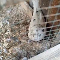 کبوتر فروشی