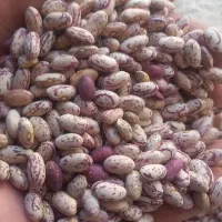 لوبیا چیتی کپسولی