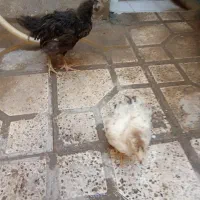 جوجه ۲۸۰ فوری