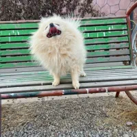 پامر خرسی نر سفید