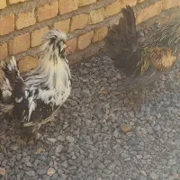 یک جفت مرغ و خروس کاکُلی