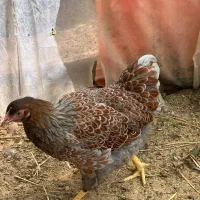 ویاندوت پیش مولد سه رنگ