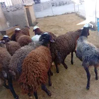 15راس بره نرپایی پروار