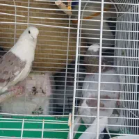 کفتر ساعت بالا