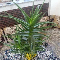 انواع گل در قیمت های خیلی مناسب|گل و گیاه طبیعی|سنندج, |دیوار