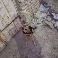 سگ ژرمن|سگ|آبادان, |دیوار