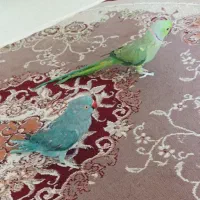 جفت ملنگو