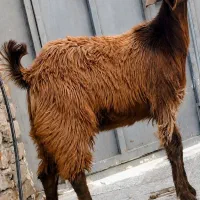 کهره نر هیکلی