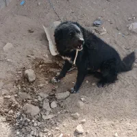 سگ گله|سگ|ماهان, |دیوار