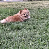 گمشده سگ پامرین|سگ|فولادشهر, C1|دیوار