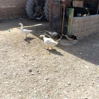 2عدد جوجه قوغاز 3 عدد غاز|حیوانات مزرعه|گلبهار, نوبهار|دیوار