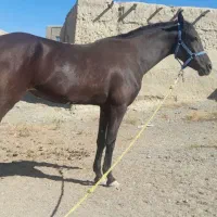 اسب|اسب و تجهیزات اسبسواری|مشهد, بالا خیابان|دیوار