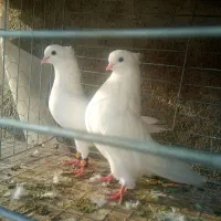 جفت سفید کاکلی