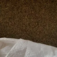 زیره سبز|خوردنی و آشامیدنی|چرداول, |دیوار