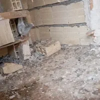 کفتر|پرنده|آشخانه, |دیوار