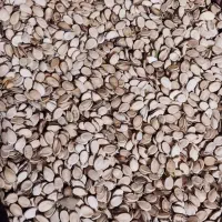 ۴۵۰ کیلو تخمک هندوانه درجه یک پر بدون پوچی