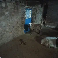 میش یا گوسفند چاق کشتاری|حیوانات مزرعه|فیروزآباد (لرستان), |دیوار