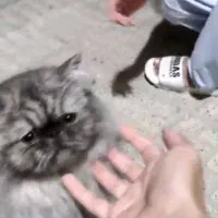 گربه پرشین سوپر فلت